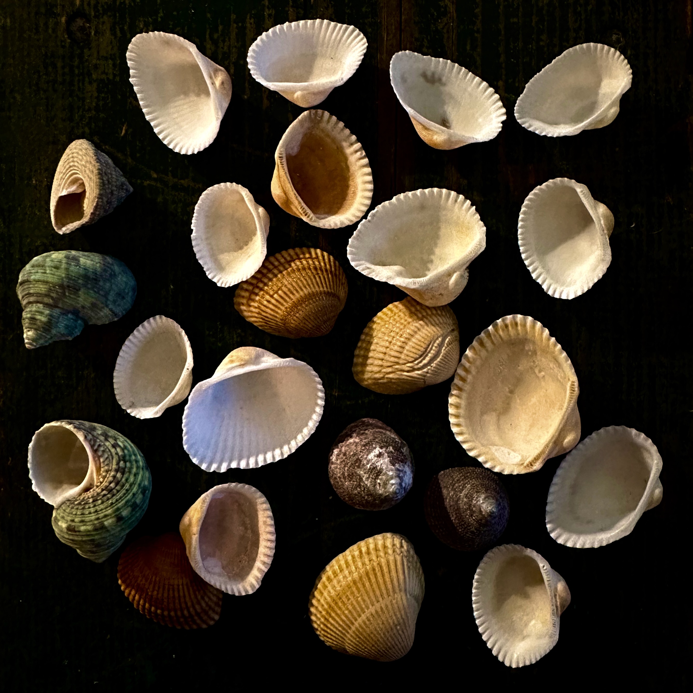 Content in a Cottage: A Collection of Small Shells I Just Purchased