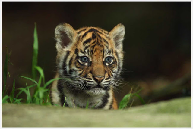 most cute sumatran tiger cub