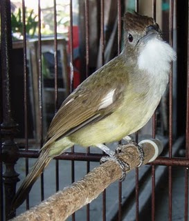 Burung Cucak Jenggot