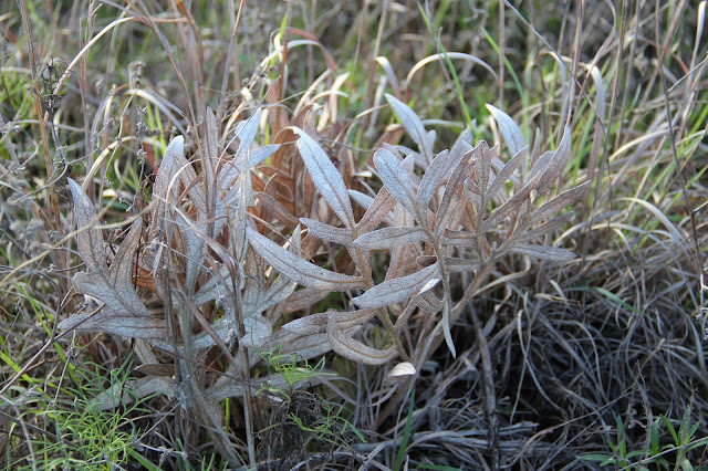 White Rosinweed