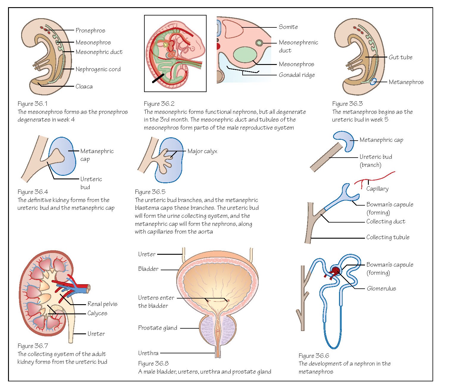 Urinary System