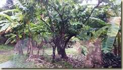 IMG_20180130_Cacao Tree