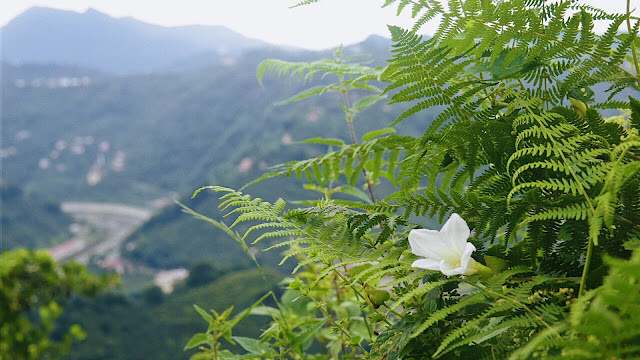 Giresun- Görele