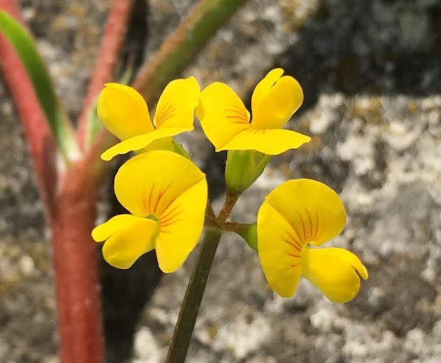 Cornilhão -  Scorpiurus muricatus - Flores Silvestres