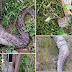 See What A Man Met On His Work Site In Warri, Delta State. Shocking Photos