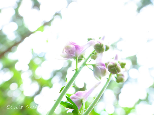 Aconitum fudjisanense