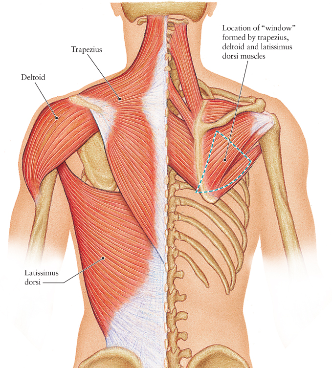 Human Anatomy for the Artist: The Posterior Torso Muscles ...