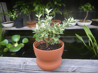 上 花 挿し木 やり方 297594-花 挿し木 やり方