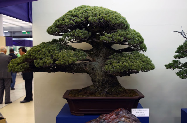 Expensive Bonsai tree on display at Taikan-ten Bonsai exhibition in Kyoto