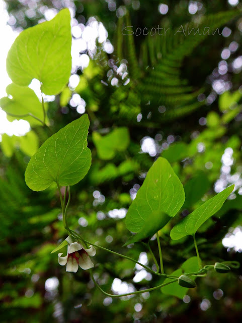 Campanumoea javanica