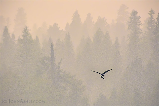 Hazy skies across western Montana haven't hurt the fishing, as an osprey wings away into the smoke with a large fish in tow. Lightning strikes have set fire to parts of Montana every summer for at least the last 11,700 years, when the Pleistocene ice sheets retreated for the last time. Southern forests slowly expanded northward into Montana's grasslands, where forest fires eventually replaced grass fires. Virtually all of our native animals living in Montana today have adapted to fire one way or another. Except, perhaps, for contemporary humans.