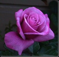 OgAAAObLibQNQwO0lG6CsxD6JrCQmTq1BQhZqqPPuBbtPUD6RybIXOb0inBwmMxkH7ZtgSJQGm1X-1-eUpbzAxx3GBcAm1T1UPbSKw3pL67bmCSflDGHppRr9iE6