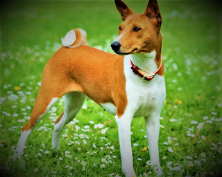 Basenji Dog History The breed of basenji dogs are, in fact, a kind of domesticated wolf. Of course, the wolf and this domesticated dog, animals are different, but very close. After all, Fabenji is a wild dog that has gone not far from its ancestors, or rather brothers, wolves. Moreover, this breed was domesticated a long time ago, perhaps a few thousand years ago, back in the time of ancient civilizations and the first people.  The breed of basenji dogs was born and developed on the African continent and the locals are extremely appreciated, and still appreciate, these truly amazing animals. In ancient times, there were special hunters who hunted for fables, and even now the inhabitants of remote areas say that hunting for fables - a matter more complex and valuable than hunting for his wife. Apparently, there's some truth to that.  Aborigines valued dogs for their wonderful hunter qualities, incredible animal instinct, excellent smell, and hearing, as well as for the amazing mind, which sometimes shows the wonders of ingenuity.  Today the breed is considered rare, and no wonder. After all, when for the first time, in the late 19th century, the Europeans found these dogs in the Congo and tried to transport several individuals to the U.S., all the animals very quickly died. They were completely unsuitable for other environmental conditions, climate, ecology, and most importantly - for completely different diseases.  The first dog, which was able to survive in the new place, appeared only in 1930. Based on this positive experience, breeders were able to bring a few more individuals (dogs appeared in the U.S. and the UK), so they created a small population, and then founded a club. The Fabenji Club was established in 1942. In 1943 the breed was recognized by the American Kennel Club.  Characteristics of the breed popularity                                           05/10  training                                                01/10  size                                                        02/10  mind                                                     05/10  protection                                          06/10  Relationships with children         09/10  dexterity                                              08/10     Breed information country  Congo  lifetime  12-16 years old  height  Males: 41-43 cm Bitches: 38-41 cm  weight  Males: 10-12 kg Suki: 9-11 kg  Longwool  Short  Color  black-peg, black-peg with a tan, red-peg, tiger  price  700 - 1500 $     Description Basenji are thin but muscular dogs, strong and hardy, with voluminous chests. The limbs are long, the muzzle is a little elongated, but not long, the ears are standing. The tail is medium length; the hair is short.  The color of wool is mostly black-peg, black-peg with a tan, red-peg, tiger. The white color is on the chest, legs, tail tip, and neck.     Personality The breed of basenji dogs are very funny and cheerful animals that have a high level of energy, are always cheerful, and are extremely curious. You can say that this is a very unusual dog, which will bring you a lot of joy and unexpected moments, make you smile and maybe cause some inconvenience. After all, it is a living being with its pros and cons of character.  Since it is a domesticated dog, it has a very high level of intelligence, and internal independence, so do not expect that it will unquestioningly obey you. It's not that kind of breed. In this case, the dog should understand why and why it performs commands, which means, at a minimum, it should recognize in you the owner and leader, for your internal qualities. Not for superiority.  This is generally extremely not effective with this breed, as rudeness and beating you only set the dog against itself, which will make its character more depressed, introverted, timid. But at the same time, almost certainly - incredibly stubborn, and you will not achieve obedience by any beatings. But if the dog becomes your friend - quiet.  The curiosity of the fables is truly legendary - if you want to hide food from it, take care of it twice. The dog can wait, wait for the night when no one interferes, then climb on a chair, from a chair on a countertop near the refrigerator, from there to the refrigerator itself, and so on. Agility, flexibility, resourcefulness - with all this you have to live daily, and therefore think twice also about whether you should even start this breed. However, they are very devoted and loving friends. By the way, in a private house should be a high fence without holes, otherwise, the dog can go to explore the world.  Since these are hunting dogs, accept the fact that they will hunt for everything in their reach. Whether cat, squirrel, pigeons, or mole in your garden. Most likely, sooner or later you will see all these animals in a mortuary form, but there is nothing you can do. On the other hand, Fabenji is a smart dog, so it can be taught to live with any animal under one roof. That is, in the mind the dog can be "their" cat, which is like a friend, but here all the other cats will still be prey.  They need long walks, they need to realize their energy and have physical activity. Be sure to visit parks, go to nature, a very good idea would be to run with the dog in the park in the mornings or in the evenings. Strangers are mostly ignored, but in relation to loved ones show tenderness and friendliness. Children are treated normally.  Completely unsuitable for functions watchdog because almost never bark. Basenji can go to the 1980s once, and that's to be limited. Researchers suggest that this feature can be both natural, by nature, and acquired in time immemorial. People could teach dogs to be quiet during hunting, and then, due to the natural interbreeding between wild and domesticated individuals, this tendency could remain in the genes. And maybe there is one and the other.     Teaching Basenji needs early socialization and proper education. He appreciates a just, balanced, and kind master. Always be patient, do not try to break the dog - most likely you will only harm it and do not achieve anything sensible. Misdemeanors can be punished differently, for example, showing all kinds of attitudes to the dog's actions, as well as delaying the moment of eating.  In training, you have to be patient and kind. Don't make the classes too monotonous, otherwise, the fabenji will get bored. Here the key is diversity, consistency, and alternating teams with physical activity, and active games.     Care Basenji has almost no dog smell and is considered the purest dog. She washes like a cat.  The breed has a very short coat and practically does not need to care for it. Scratching once a week is the maximum. Always clean your eyes from sediments daily, watch the clean ears, bathe the dog once a week, and trim the claws 3 times a month.  The metabolism of the fables is different from that of regular dogs, and you may not immediately be able to find the right food. Also note that females have a current only once a year, although recently increases the number of individuals who have leaks twice a year. The cold breed does not tolerate, it because in winter it is necessary to warm up.  Basenji can adapt well to living in an apartment, but daily walks are a must because she has a high level of activity. Her needs can be met by a long walk followed by energetic games.     Common diseases The breed of fabrenji has a tendency to some diseases, including:  Fanconi syndrome; immunoproliferative systemic bowel disease (malabsorption); hypothyroidism; a persistent pupil membrane; Coloboma is a hereditary eye disease; progressive retinal atrophy; umbilical hernia; hip dysplasia.
