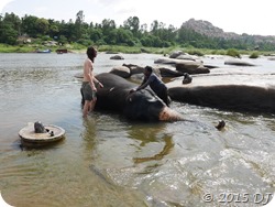 Elephant enjoying being washed