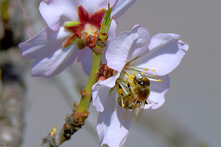 Abeja melifera-apis mellifera-abeja europea-abeja en flor de almendro. jpg