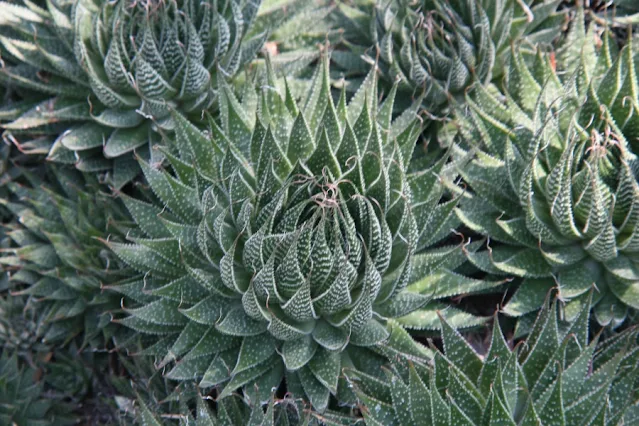 Aloe aristata