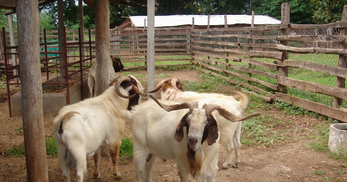 Goat husbandry