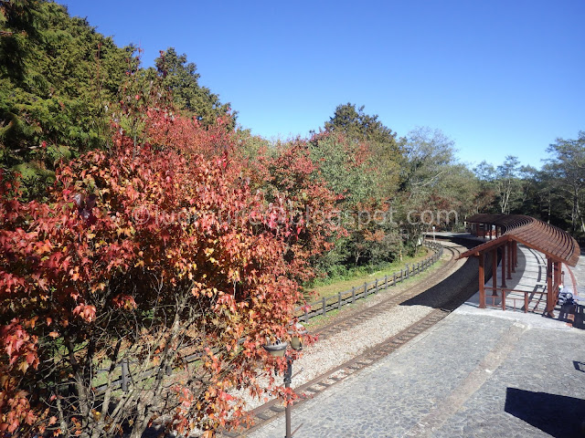 Alishan maple autumn foliage