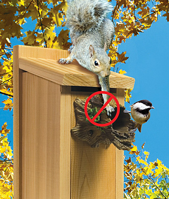 Bird Nest Box