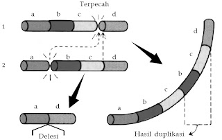  Perubahan struktur fisik kromosom sanggup terjadi pada lokasi atau jumlah gen dalam kromoso Pintar Pelajaran Penyebab dan Contoh Perubahan Struktur Kromosom, Proses / Mekanisme, Mutasi