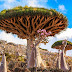 Dragon's Blood Tree