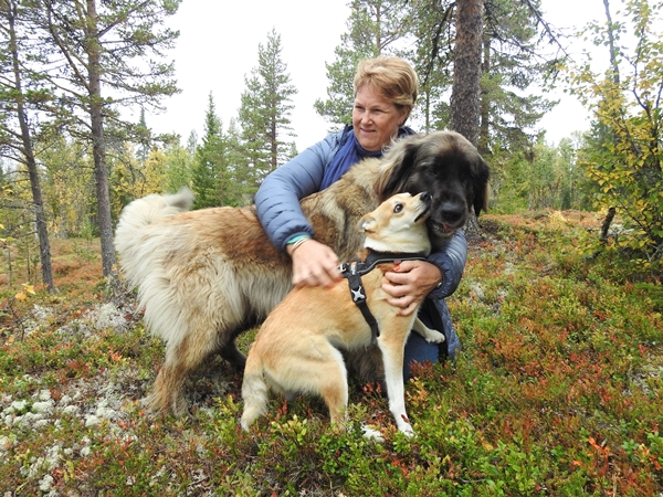 leonberger lundehund