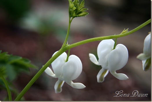 BleedingHeart_Alba