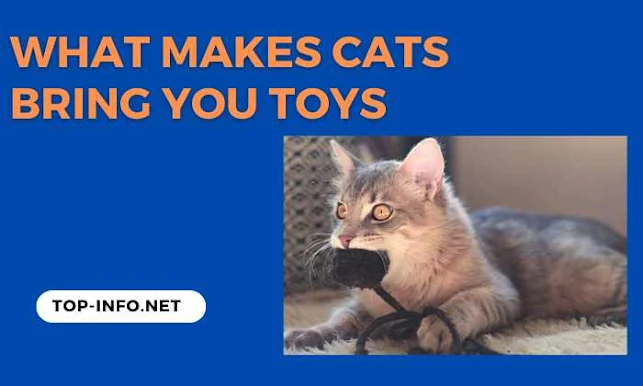 What Makes Cats Bring You Toys