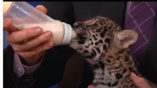 Bottle feeing a jaguar cub