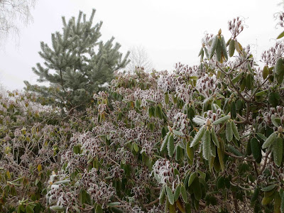 Parkrododendron, Parkrhododendron