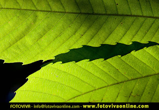 Val regal de tallers fotogràfic, fotoviva