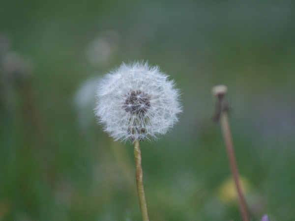 Dandelions