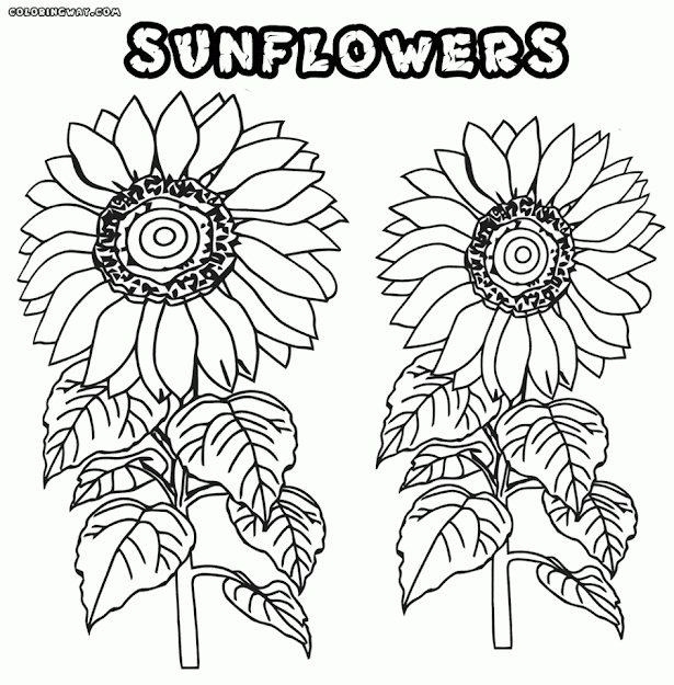 Sunflower Coloring Pages Sunflower Coloring Pages Coloring Pages To  Download And Print Drawing