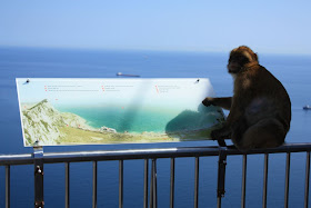 Ape in Gibraltar