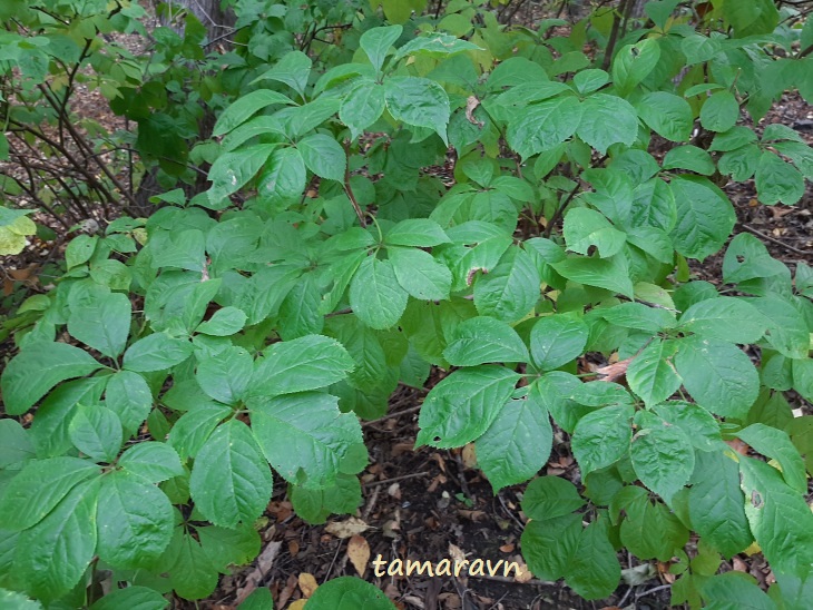 Свободноягодник сидячецветковый (Acanthopanax sessiliflorus, =Eleutherococcus sessiliflorus)