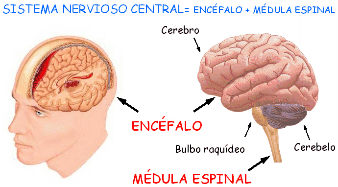 El cerebro es la parte más