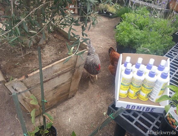 chicken blog