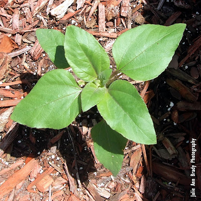 Russian Mammoth Sunflower at 23 Days April 24, 2018