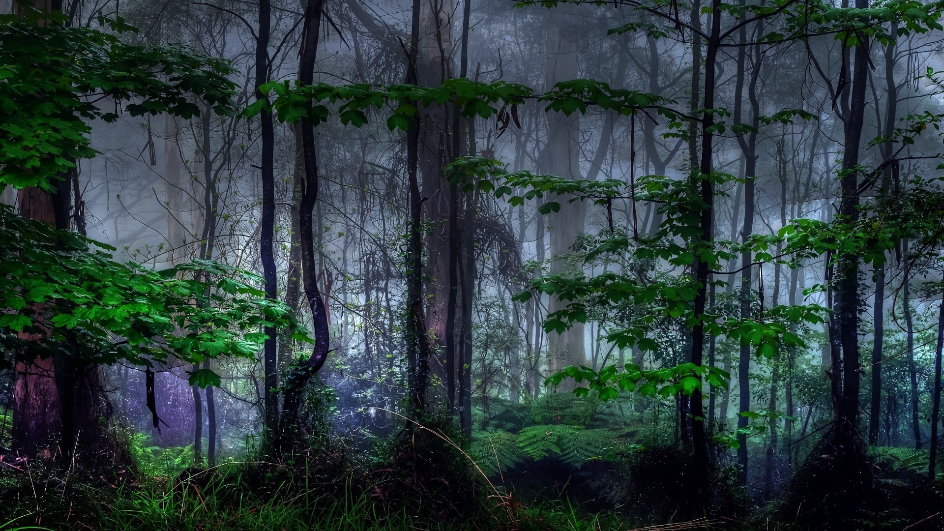 https://blogger.googleusercontent.com/img/b/R29vZ2xl/AVvXsEiyDg_iEeN2OZ_ATCkF9WsoErkcy01Z5oonlCan8mciIcjHTsT3rPspkMxffgVKMeJV1S9nZtq0RG2MPZRDedBBfPwHJZkWbeBsHYyrwPon1UMksrB4xky0AMu_lJtdApifyHqW7eIjzSHR/s0/nature-trees-dark-forest-mist-1920x1080.jpg