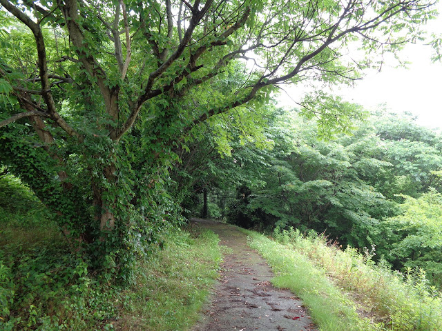 弥生の森　遊歩道