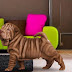 The Mini Hippo: A Rising Star Among Family Dogs