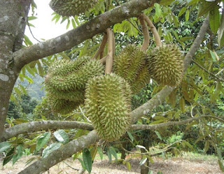 cara menanam durian cepat berbuah,cara menanam durian dari biji,cara menanam durian musang king,cara menanam durian montong,cara menanam durian bawor,cara menanam durian cangkokan,