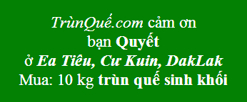 Trùn quế - Ea Tiêu, Cư Kuin