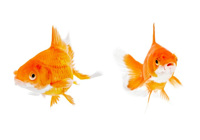 Perbedaan Ikan Koki Jantan dan Betina