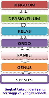 wahim boys Urutan takson dalam klasifikasi  dan contohnya