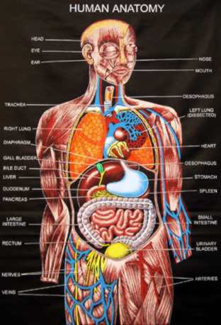 Anatomi Tubuh Manusia BIOLOGIPEDIA