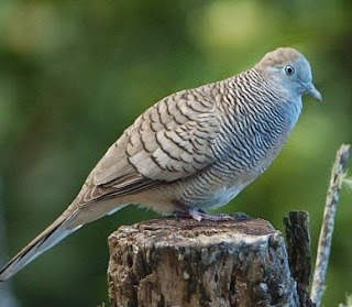 suara burung perkutut vs tekukur