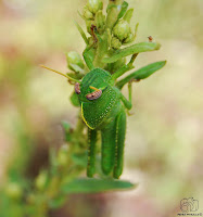 Saltamontes verde (Anacridium aegyptium)