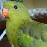 Parakeets Regent