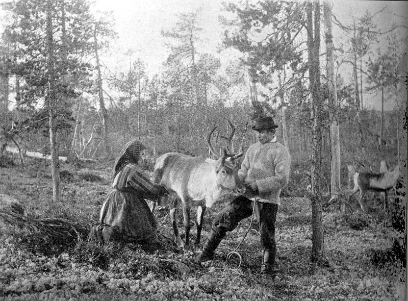 Reindeer milking Kven Western Finnmark 